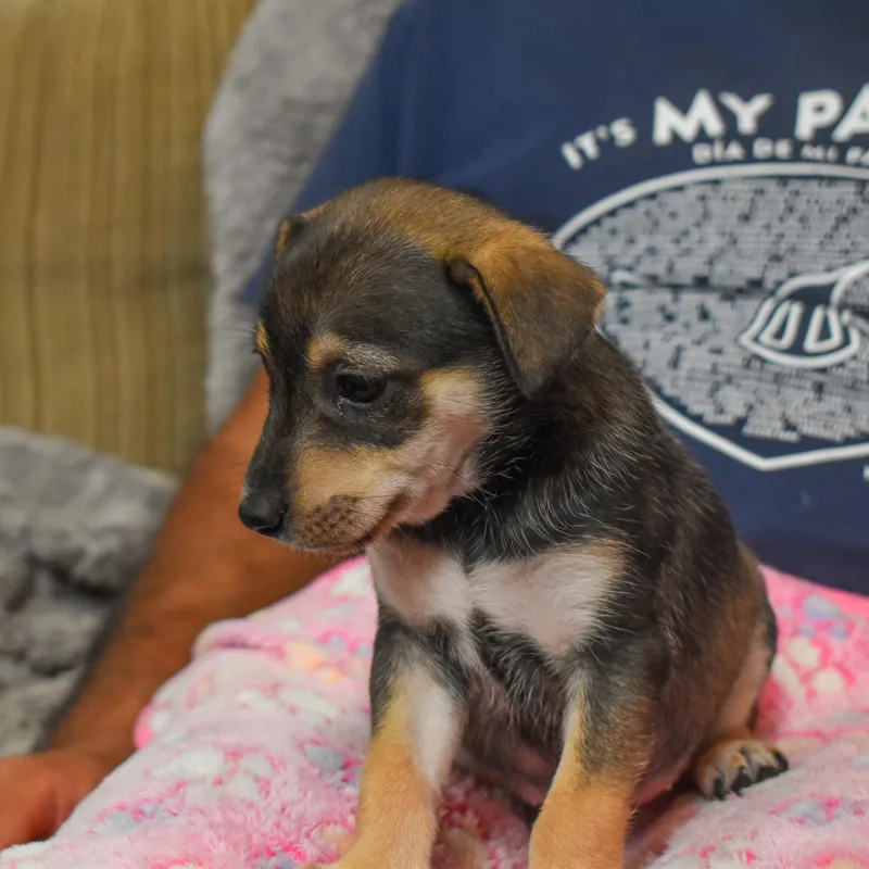 Buttercup thumbnail 2