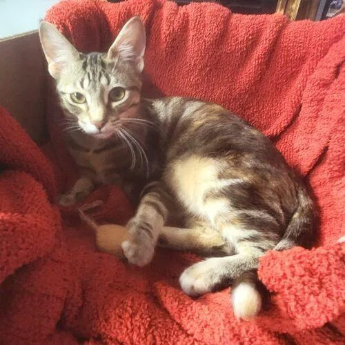 Butterfinger thumbnail 3