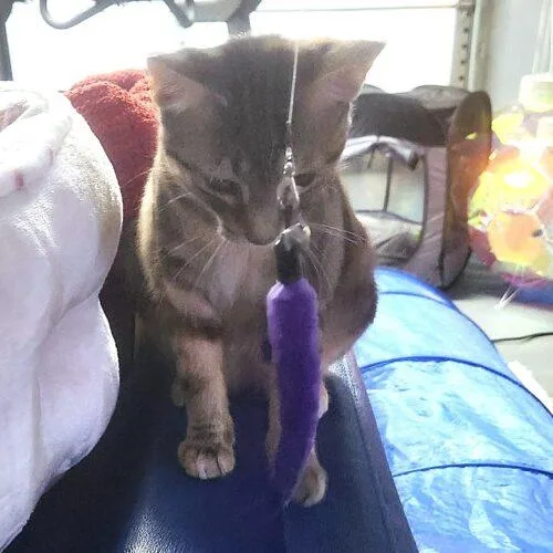 Butterfinger thumbnail 4