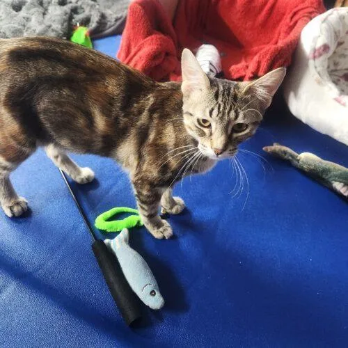 Butterfinger thumbnail 5