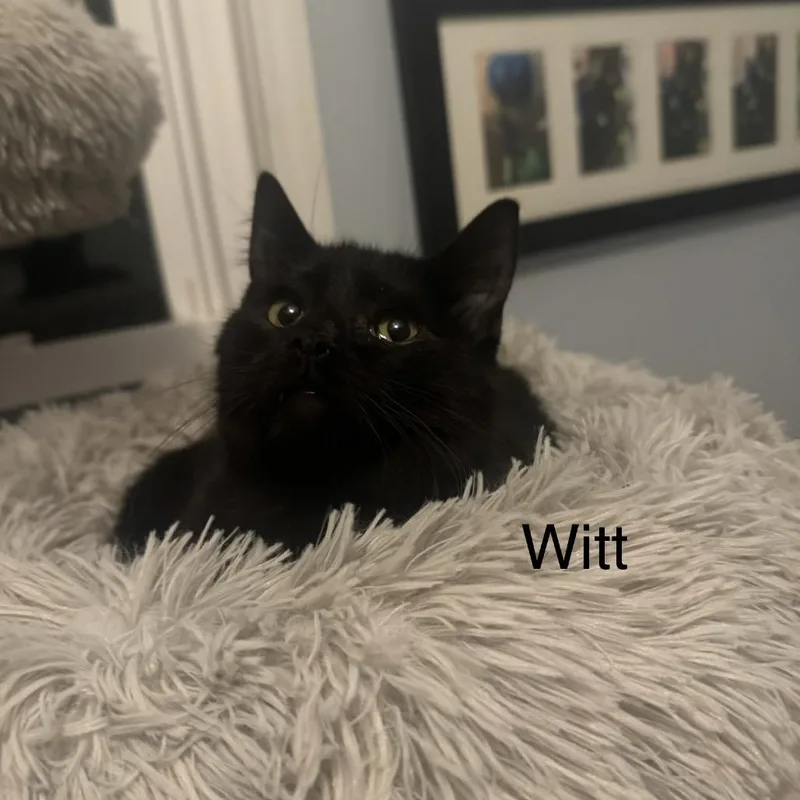 Witt thumbnail 2