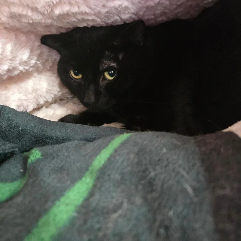 Duane Pipe thumbnail 2