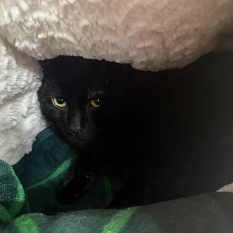 Duane Pipe thumbnail 3