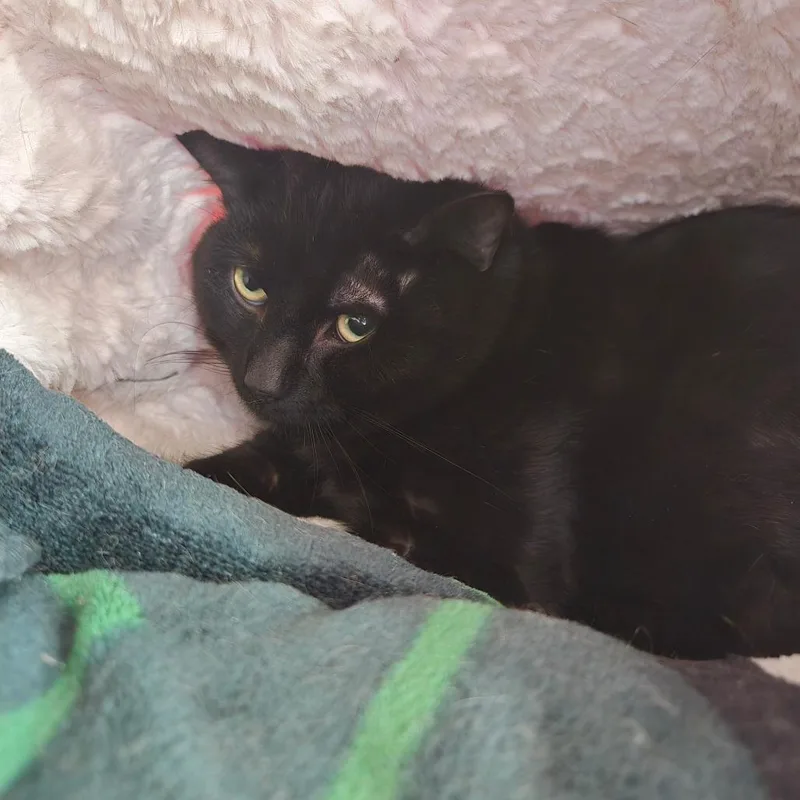 Duane Pipe thumbnail 4