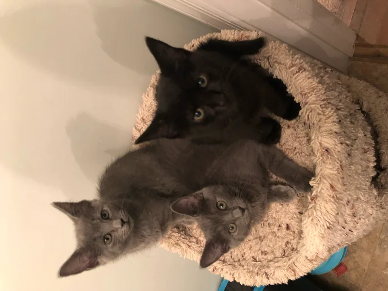 Kandy Kake thumbnail 2