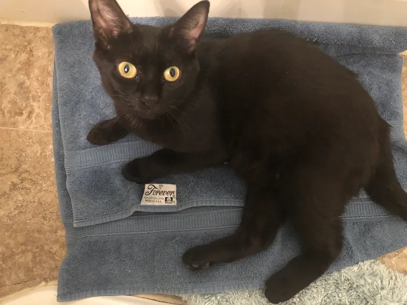 Kandy Kake thumbnail 4