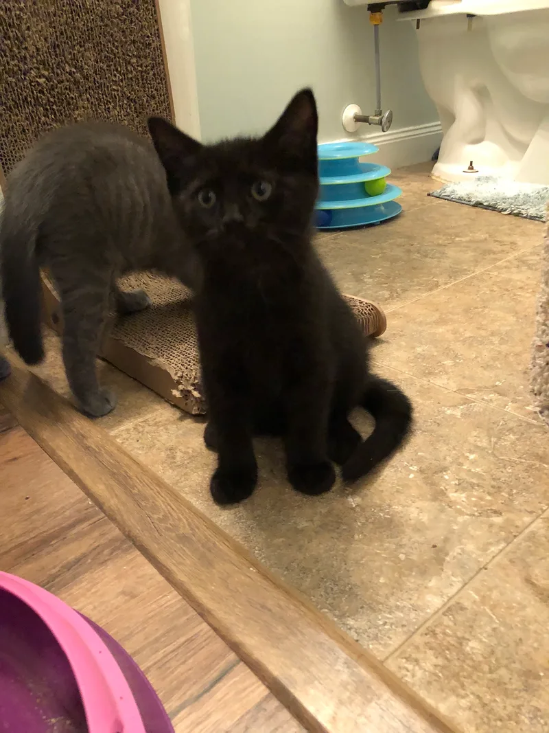 Kandy Kake thumbnail 5