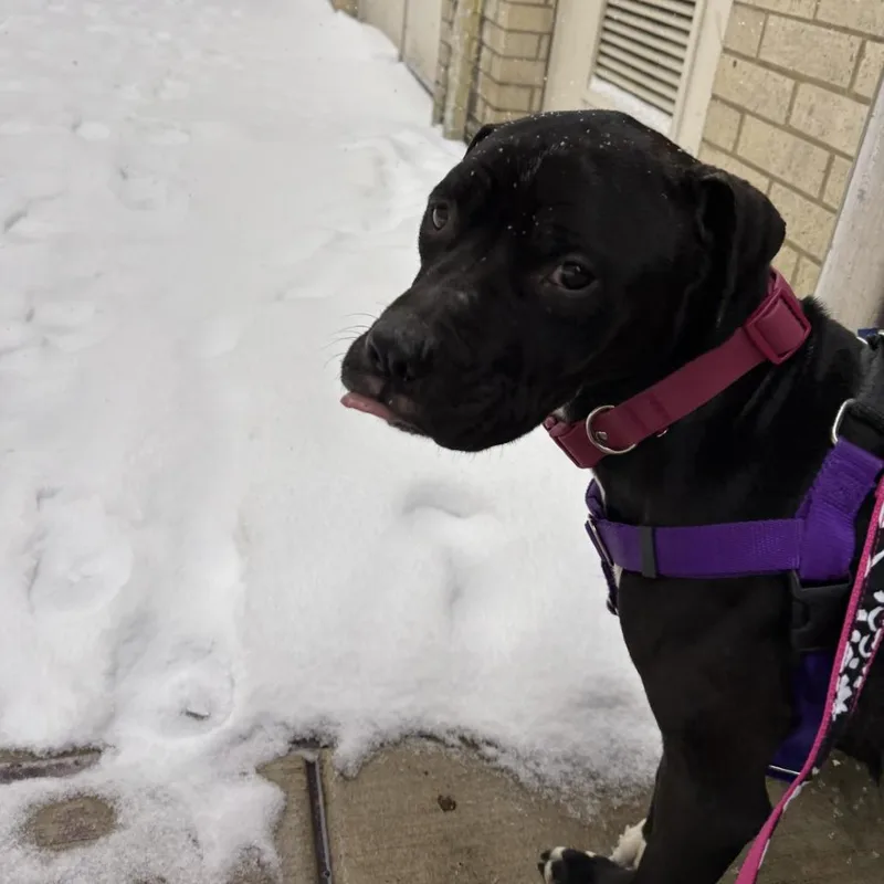 Bela Vida thumbnail 2