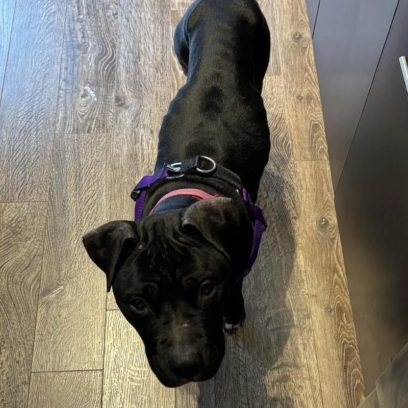 Bela Vida thumbnail 3