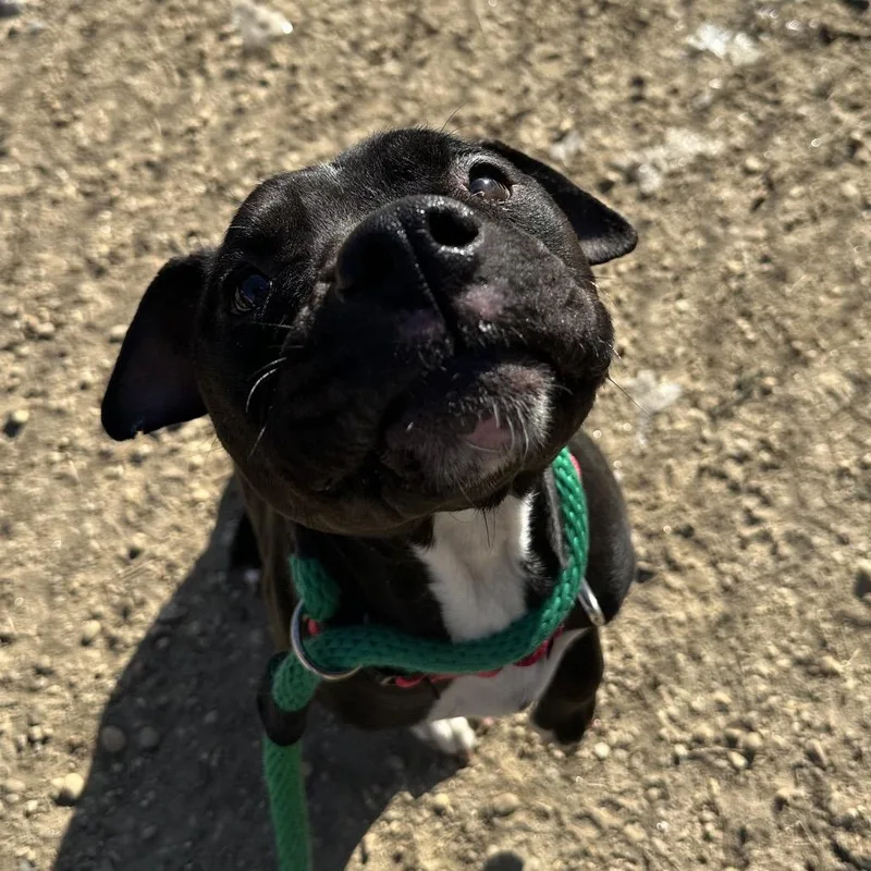 Bela Vida thumbnail 6