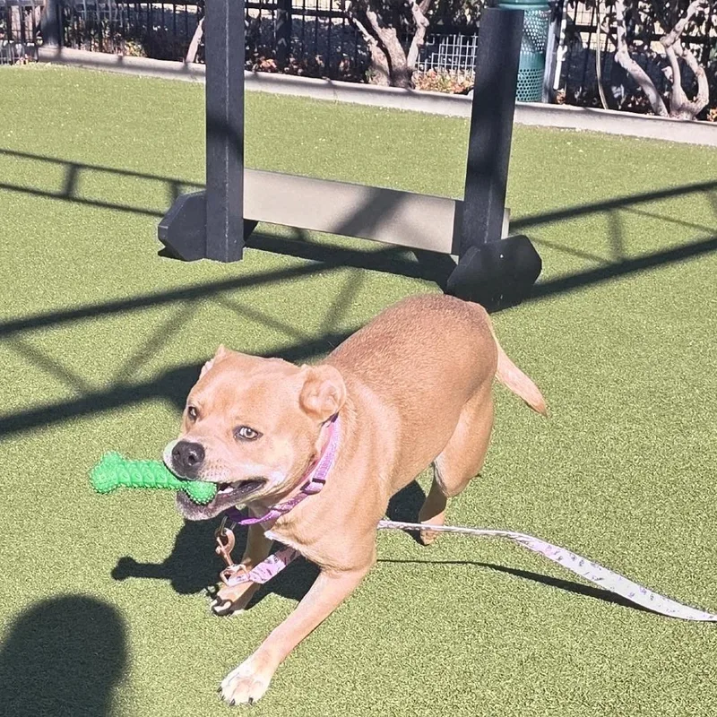 Cheer Bear thumbnail 2