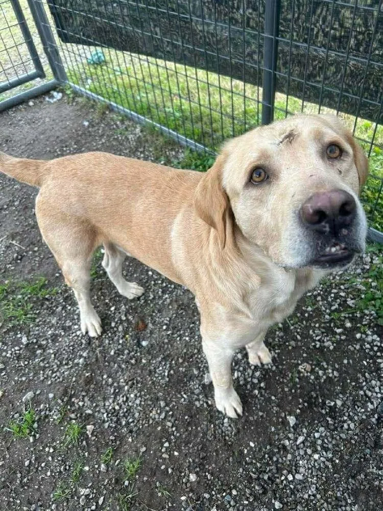 Prince B thumbnail 4