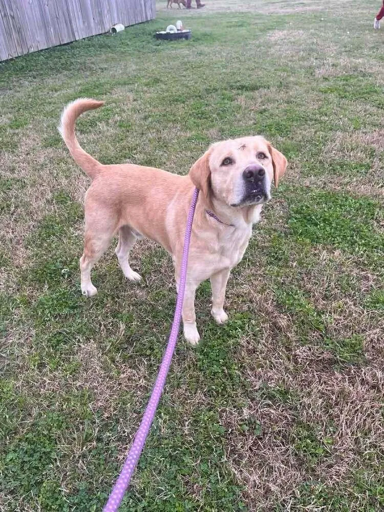 Prince B thumbnail 5