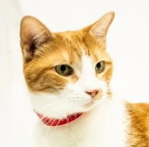 Rain  Psp thumbnail 2