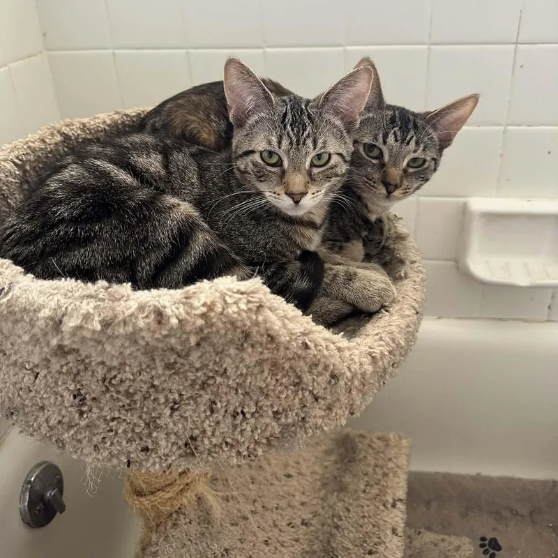 Laura & Natalie thumbnail 3