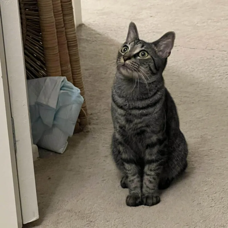 Maverick thumbnail 2