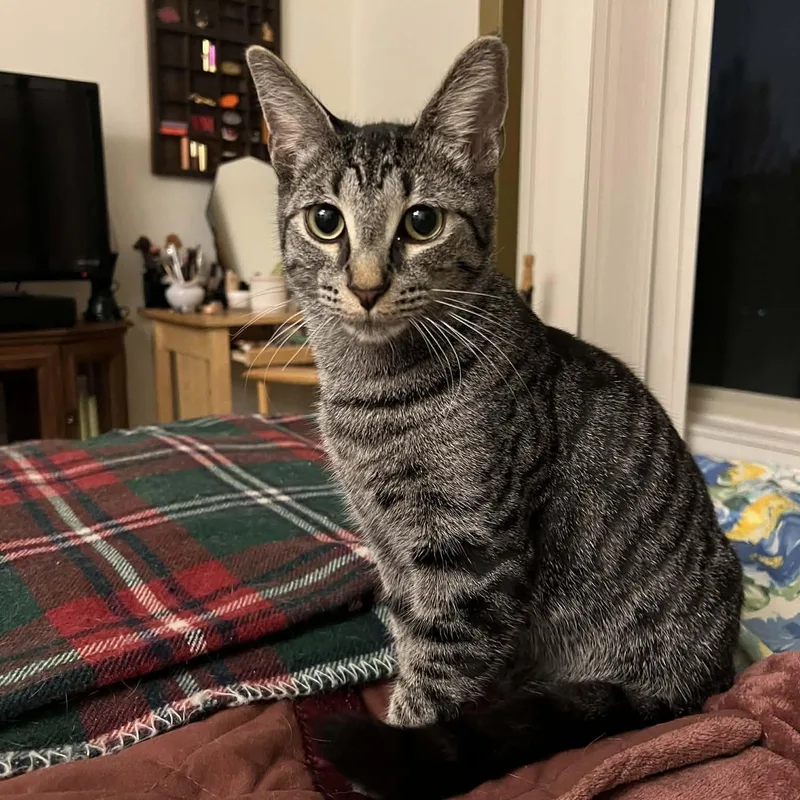 Maverick thumbnail 4