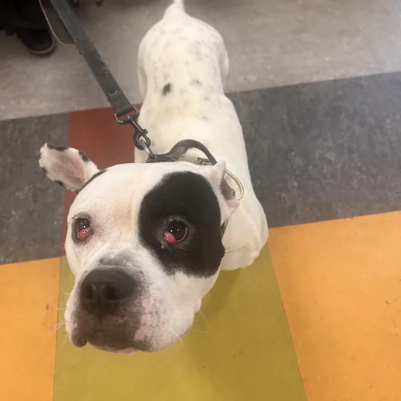 Melabeans thumbnail 2