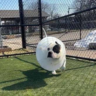 Melabeans thumbnail 3