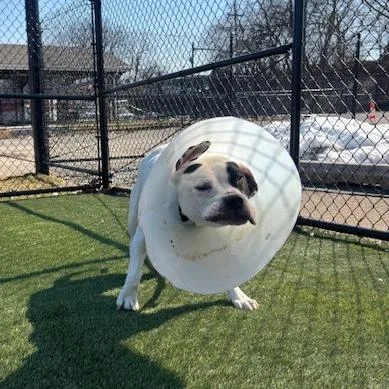 Melabeans thumbnail 4