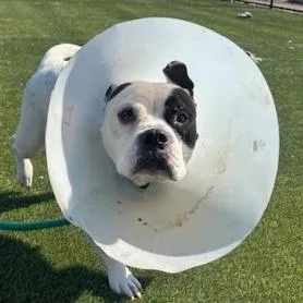 Melabeans thumbnail 5