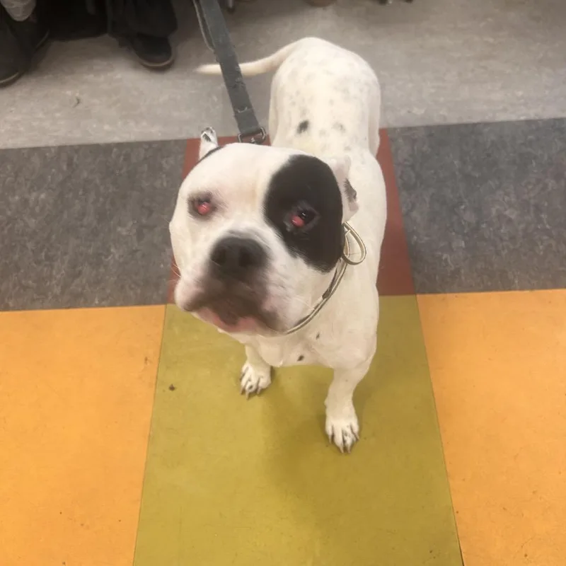 Melabeans thumbnail 6