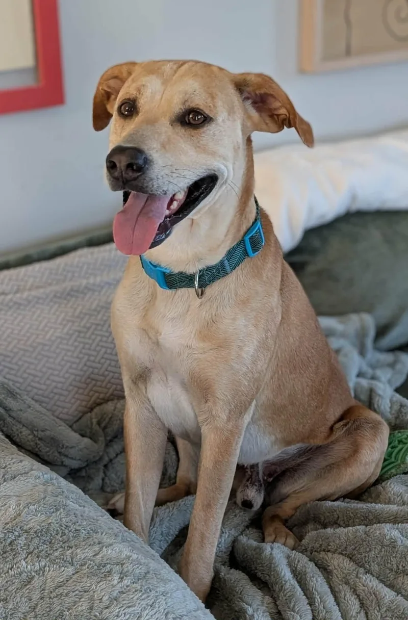 Super Woody! thumbnail 2