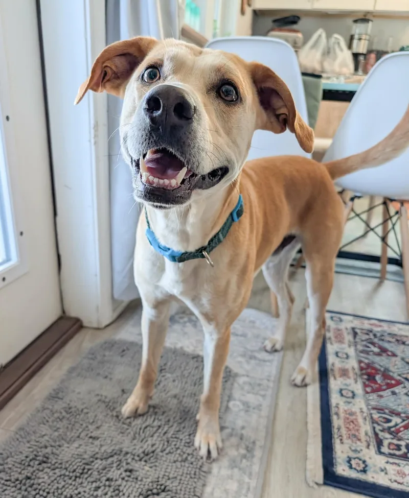 Super Woody! thumbnail 3