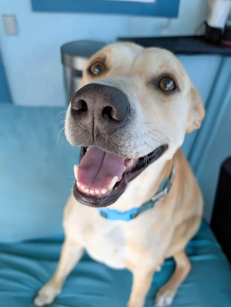 Super Woody! thumbnail 4