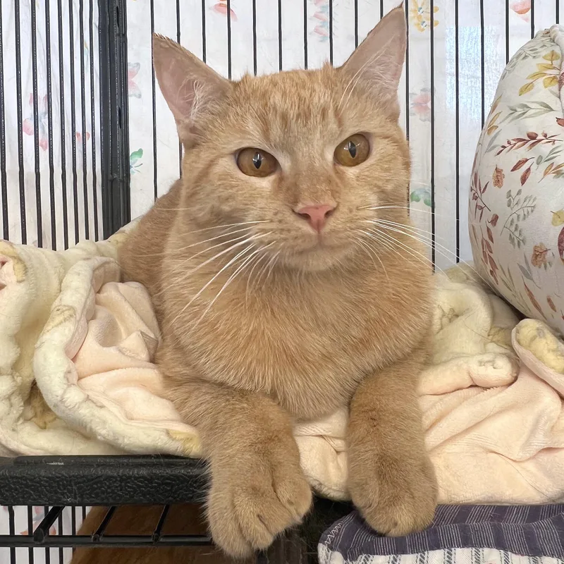 A baby medium-sized male Tabby (Orange / Red) Domestic Short Hair cat named Avocado for adoption in St. Louis, MO