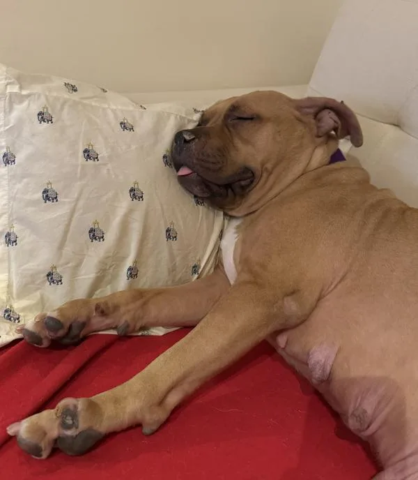 Goldiebarks thumbnail 2