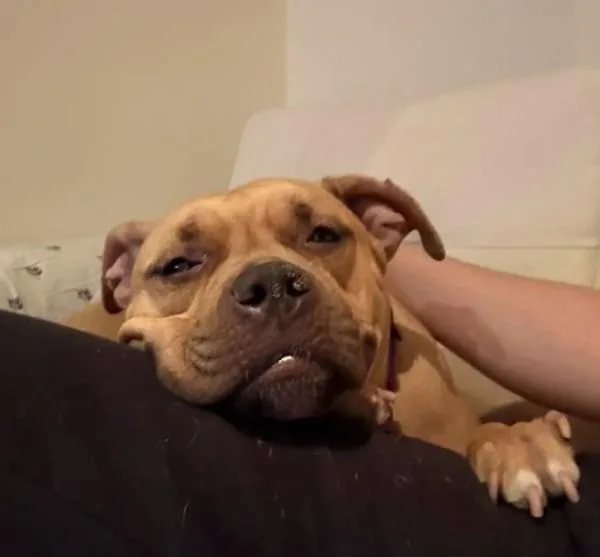 Goldiebarks thumbnail 3