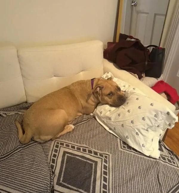 Goldiebarks thumbnail 4