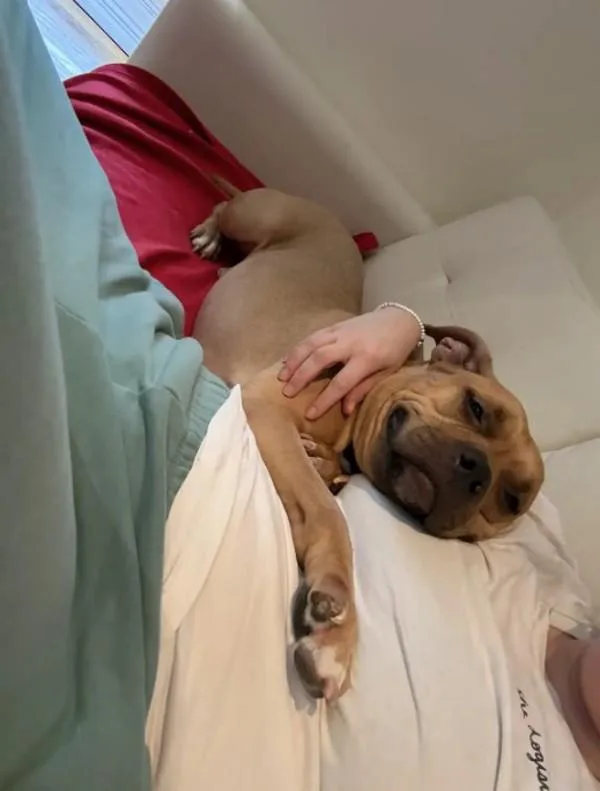 Goldiebarks thumbnail 6