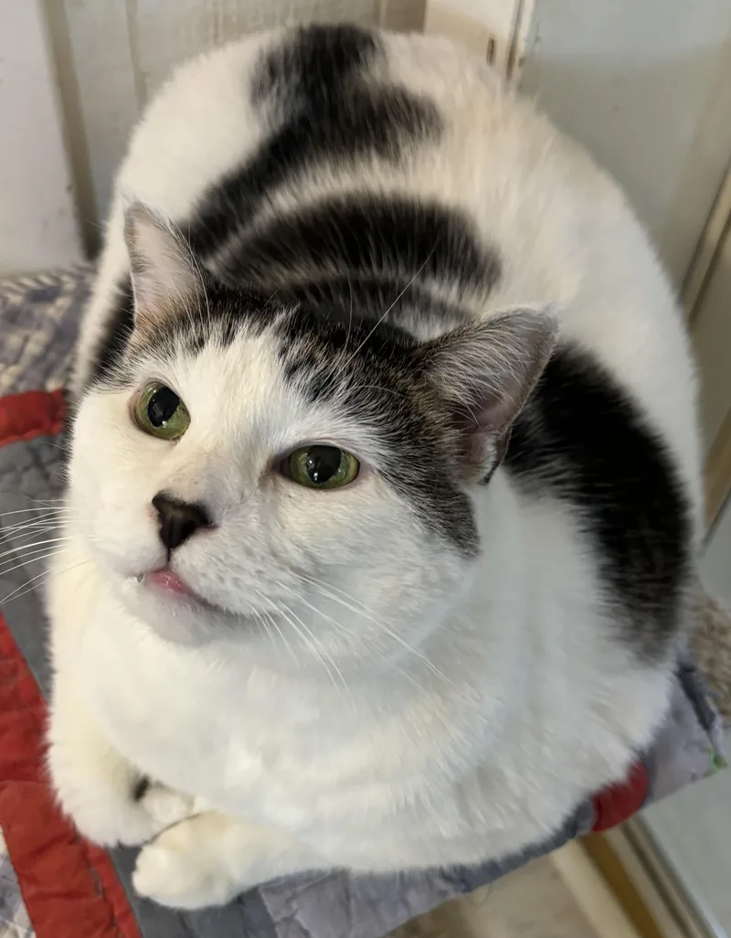 A senior extra large-sized female Domestic Short Hair cat named Willow for adoption in Moline, IL