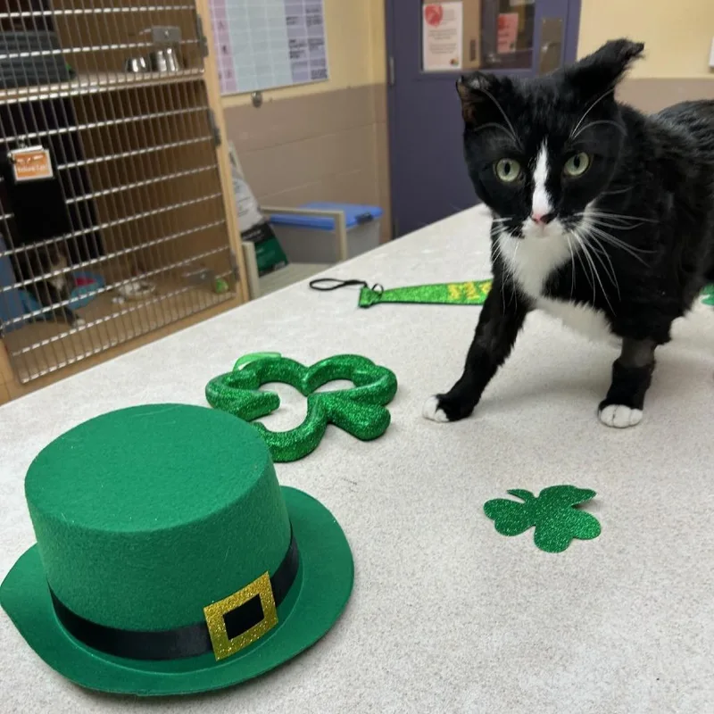 Franklin thumbnail 2