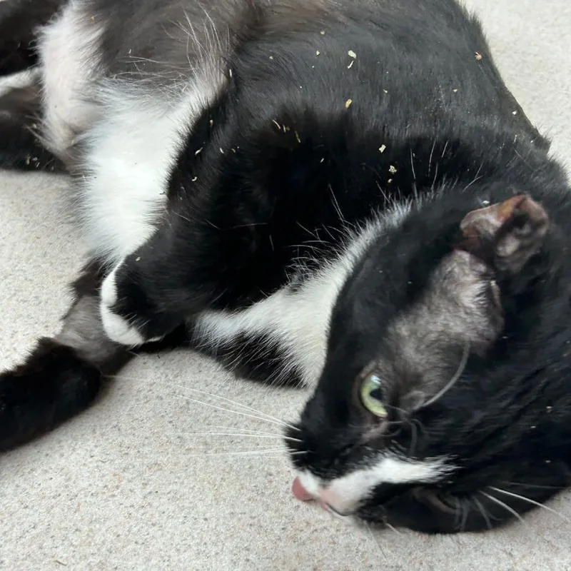 Franklin thumbnail 3