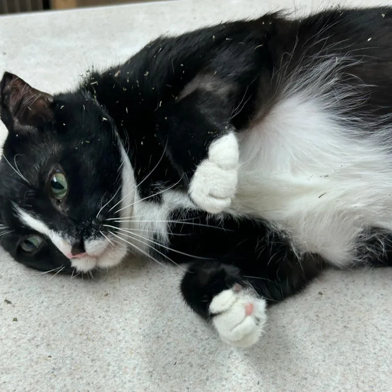 Franklin thumbnail 4