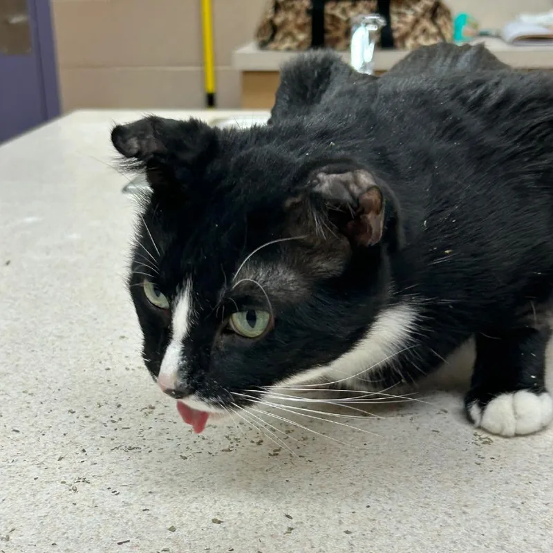 Franklin thumbnail 6