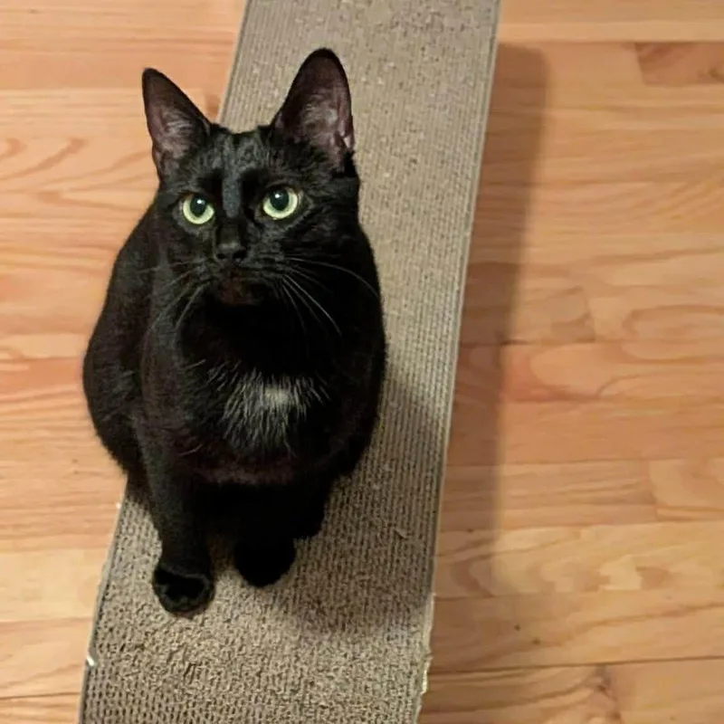 Raven & Jack Fruit thumbnail 2