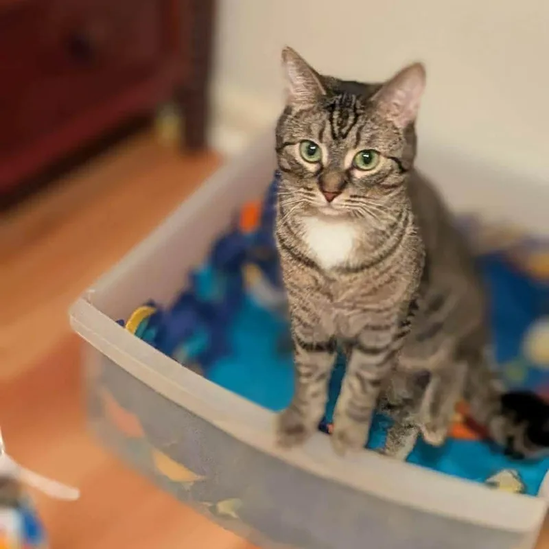 Raven & Jack Fruit thumbnail 4