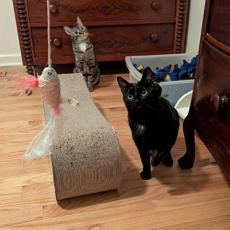 Raven & Jack Fruit thumbnail 5