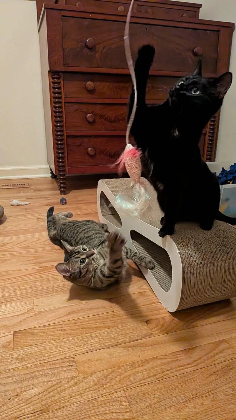 Raven & Jack Fruit thumbnail 6