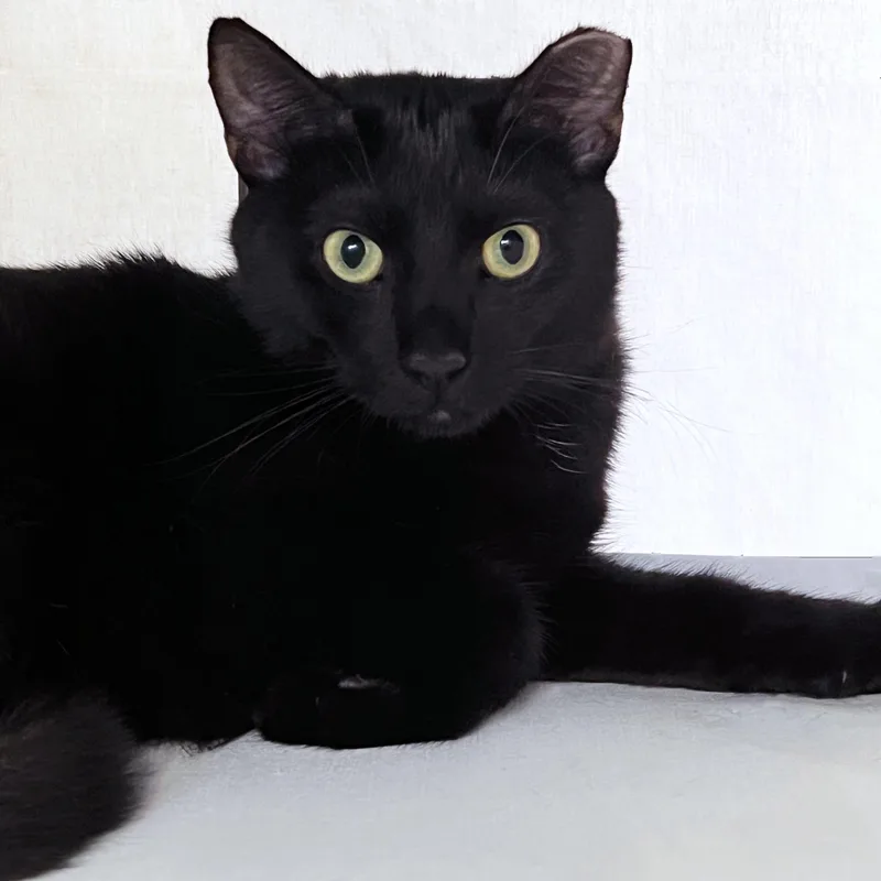 A young small-sized female Black Domestic Short Hair cat named Salem for adoption in St. Louis, MO
