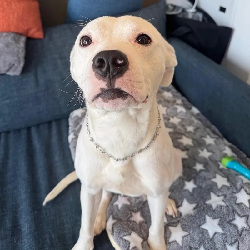 Slim Shady thumbnail 3