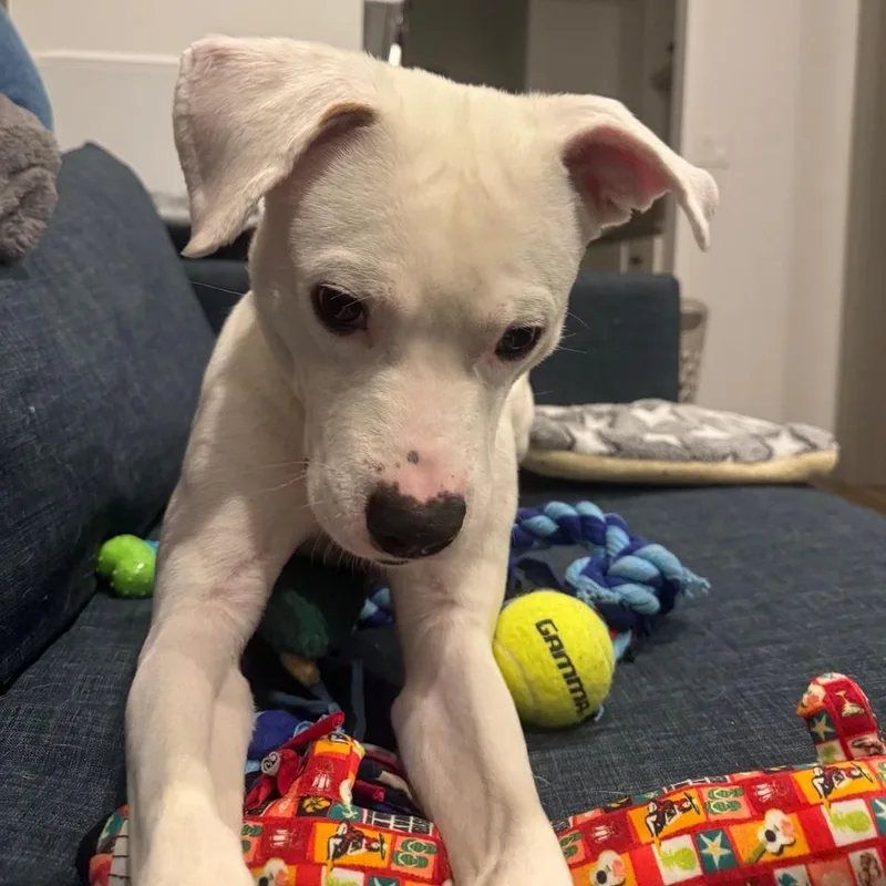 Slim Shady thumbnail 4