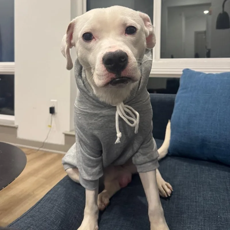 Slim Shady thumbnail 5