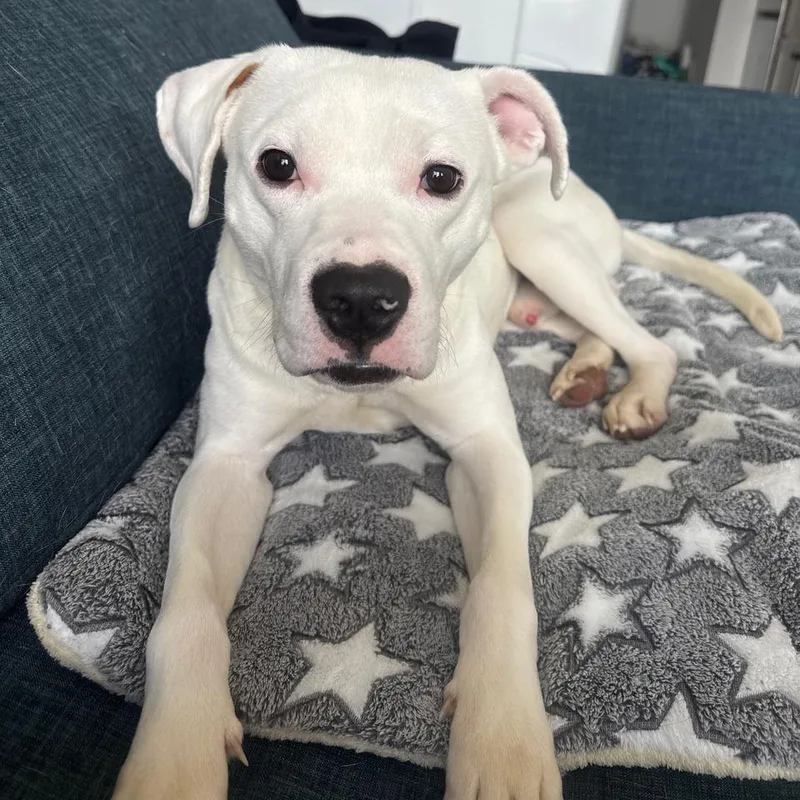 Slim Shady thumbnail 6