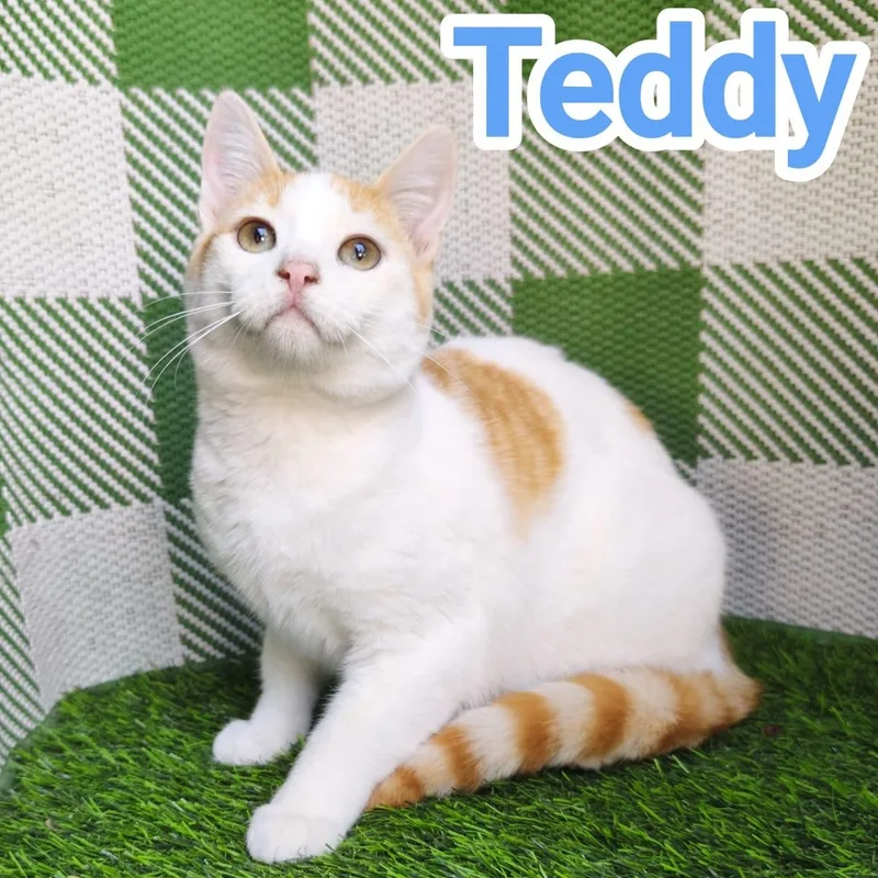 Teddy