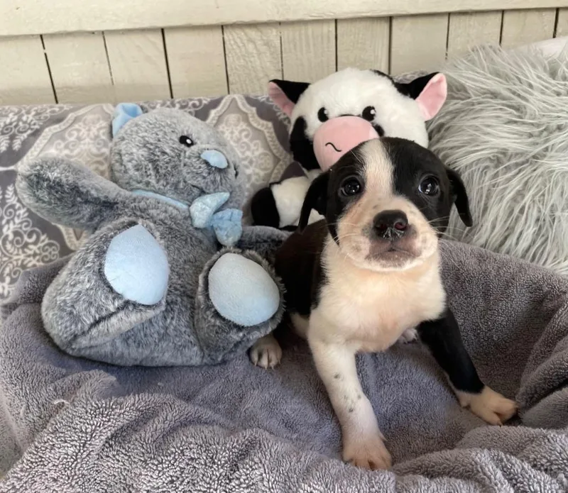 The Laundry Litter" thumbnail 2